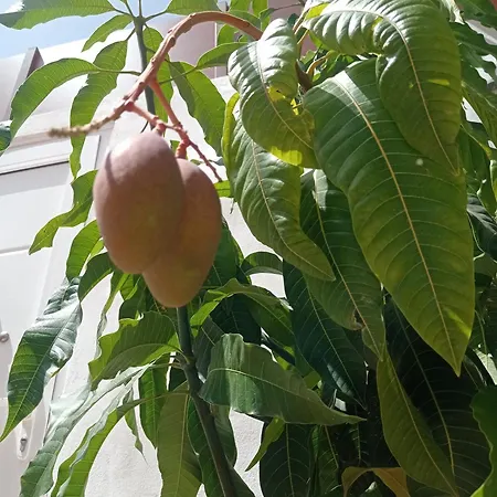 Villa Abona Cave House *