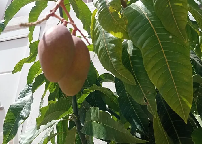 Vila Abona Cave House *